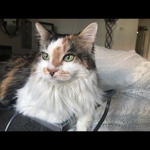 Meet your Posher, Lily